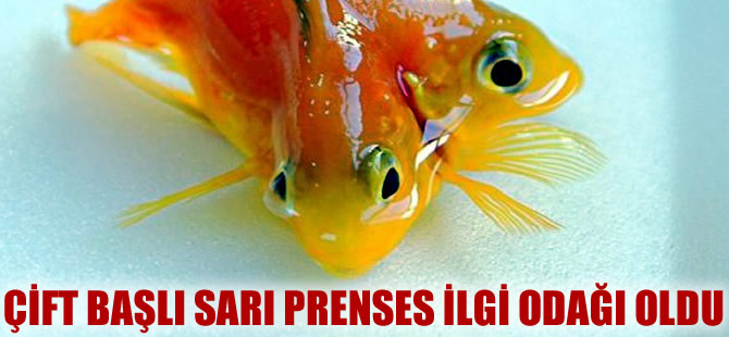 Çift başlı 'Sarı Prenses' rekora doğru koşuyor!