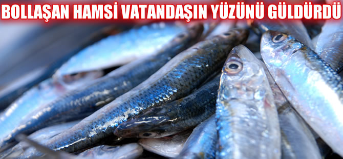 Bollaşan hamsi vatandaşın yüzünü güldürdü