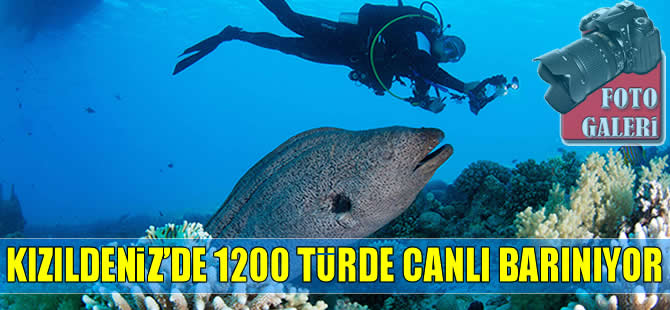 Kızıldeniz’e uçaklar dolu gidiyor