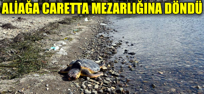 Aliağa'da bir ayda 3 caretta caretta ölüsü sahile vurdu