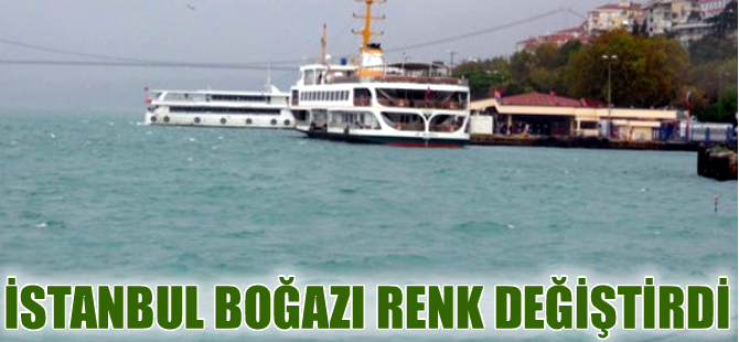 İstanbul Boğazı'nda 'plankton' patlaması