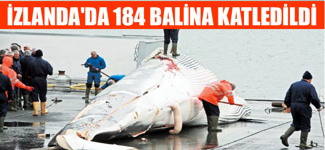 Uluslararası baskıya rağmen İzlanda’da 184 balina katledildi