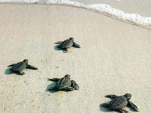 Mersin’de 150 bin civarında deniz kaplumbağası denizle buluştu