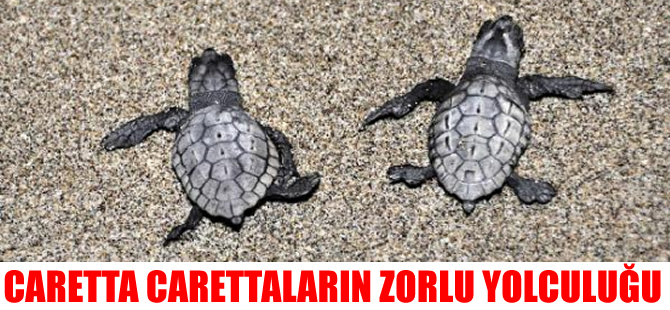 Ören’de yavru caretta carettalar denizle buluştu