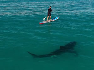 Köpekbalıklarına elektronik bariyer