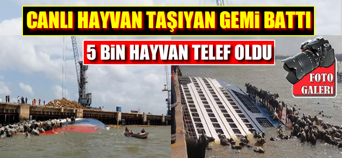 Bacarena'da hayvan taşıyan gemi battı, 5 bin hayvan telef oldu