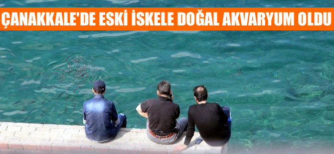 Eski feribot iskelesi doğal akvaryum oldu