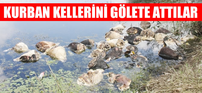 Kurban Bayramı'nnda kesilen hayvanların kellerini göletlere attılar