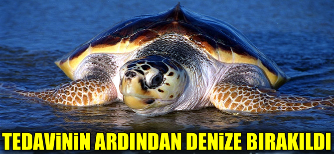 DEKAMER’de tedavi edilen 5 caretta yeniden denizle  buluştu