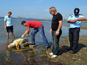Ağzına olta takılan caretta Dalyan’da tedavi altına alındı