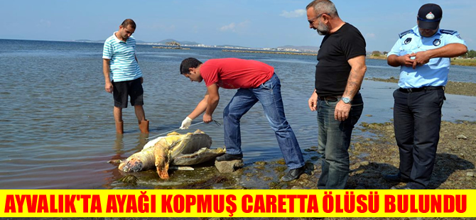 Ayvalık sahilinde ölü caretta caretta bulundu