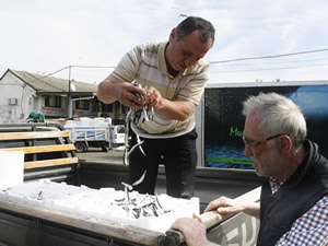 Palamutta umduğunu bulamayan balıkçı  hamsiye yöneldi