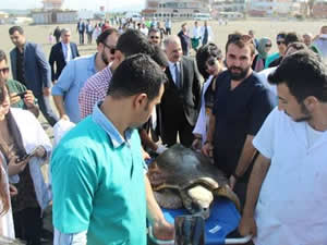 Hatay'da tedavileri tamamlanan carettalar taburcu edilip denize bırakıldı