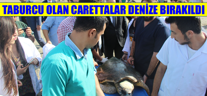 Hatay'da tedavileri tamamlanan carettalar taburcu edilip denize bırakıldı