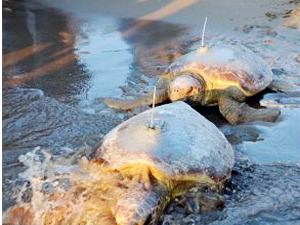 Sevgi ve Özlem Akdeniz'de bin km yol katetti