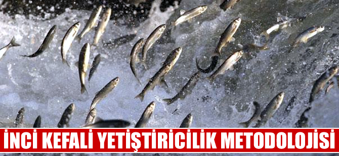 İnci Kefali nesli için"Yetiştiricilik Metodolojisi" uygulaması