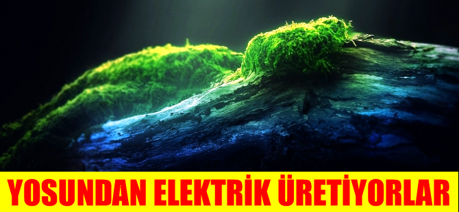 Yosunlardan elektrik üretiyorlar