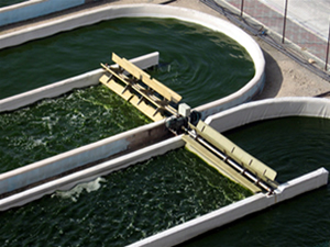 Yosunlardan elektrik üretiyorlar