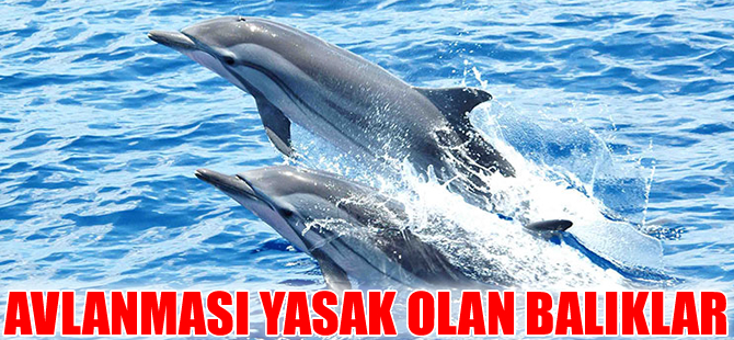 Türkiye’de hangi balıkların avlanması yasak?