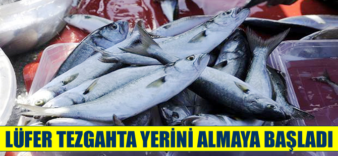 Denizlerin sultanı lüfer tezgahlarda yerini almaya başladı