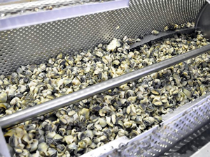 Sinop'tan Uzakdoğu'ya deniz salyongozu ihracatı