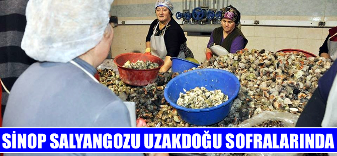 Sinop'tan Uzakdoğu'ya deniz salyongozu ihracatı