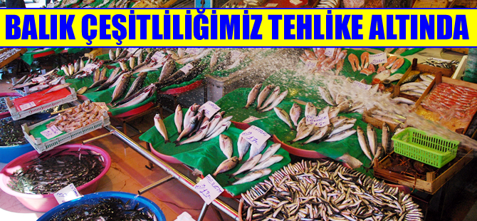 Hacettepe Üniversitesi’nde balıkların genleri araştırılıyor