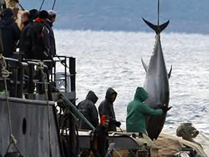 Orkinosta Türkiye'ye ayrılan kota balıkçıları isyan ettirdi