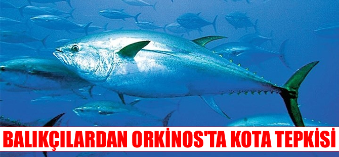Orkinosta Türkiye'ye ayrılan kota balıkçıları isyan ettirdi