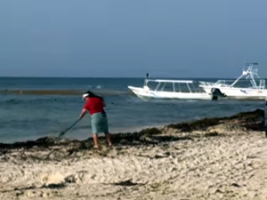 Meksika ordusuna yosunla mücadele görevi