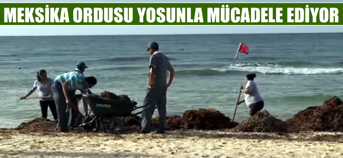 Meksika ordusuna yosunla mücadele görevi