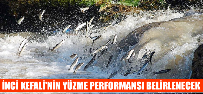 İnci Kefali’nin "Yüzme Performansı" belirlenecek