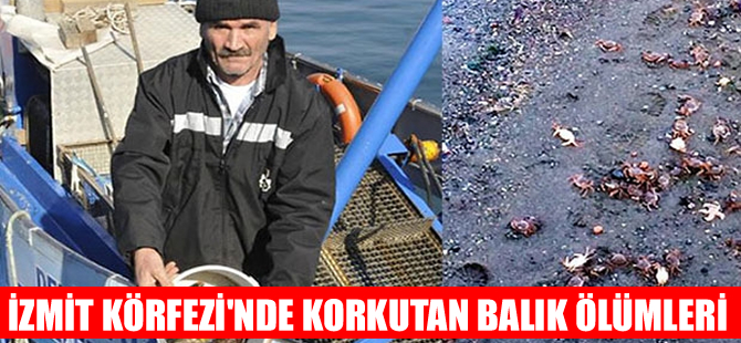İzmit Körfezi'nde korkutan balık ölümleri