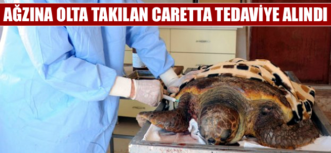 Ağzına olta takılan caretta Dalyan’da tedavi altına alındı