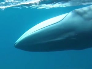 2003 yılında keşfedilen Omura balinaları ilk kez görüntülendi