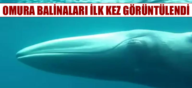 2003 yılında keşfedilen Omura balinaları ilk kez görüntülendi
