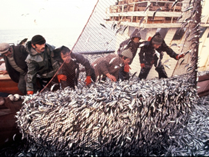 ABD'ye balık ihracatımız 2015 yılında yüzde 47 rekor artış gösterdi