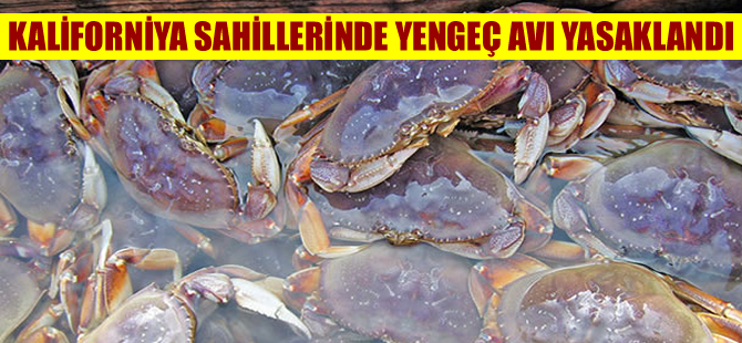 Kaliforniya sahillerinde yengeç avı yasaklandı