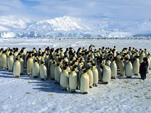 Antarktika'da penguenlerin aşırı ısınma nedeni!