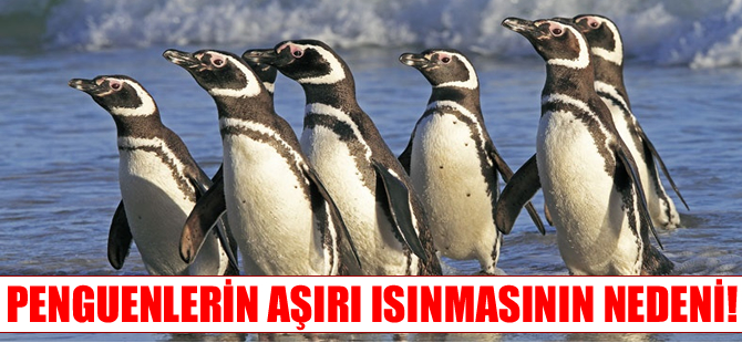 Antarktika'da penguenlerin aşırı ısınma nedeni!