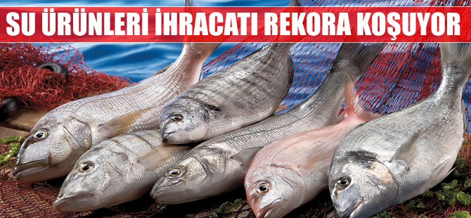 ABD'ye balık ihracatımız 2015 yılında yüzde 47 rekor artış gösterdi