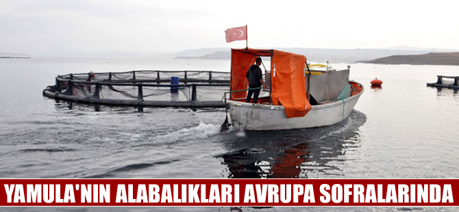 "Kayseri'nin Denizi" Yamula’dan Avrupa sofralarına alabalık servisi