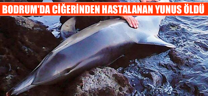 Bodrum’da kıyıya vuran yunus  ciğerinden hastalanmış!