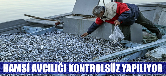 Hamsi avlayan tekne sayısı çok fazla,  bolluk devam etmez