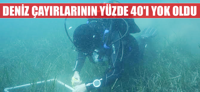 Marmaris’te deniz çayırlarını koruma yolları araştırılıyor