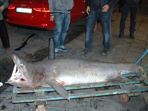 Marmara Denizi'nde 150 kiloluk köpekbalığı yakalandı