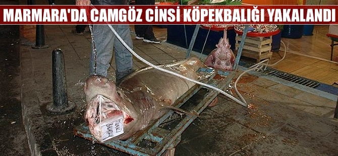 Marmara Denizi'nde 150 kiloluk köpekbalığı yakalandı