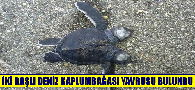 Samandağ'da iki başlı deniz kaplumbağa yavrusu bulundu