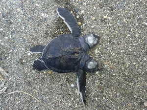 Samandağ'da iki başlı deniz kaplumbağa yavrusu bulundu