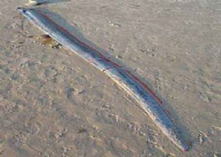 4 metrelik kurdele balığı yakalandı